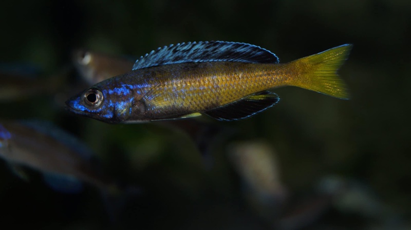 Cyprichromis sp. 'brilliant jumbo' (Speckleback Moba)